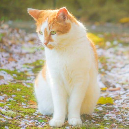 Long haired bobtail store cat